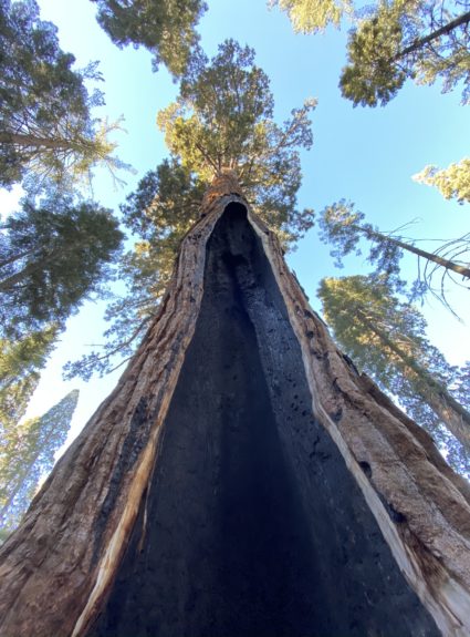 Sequoia